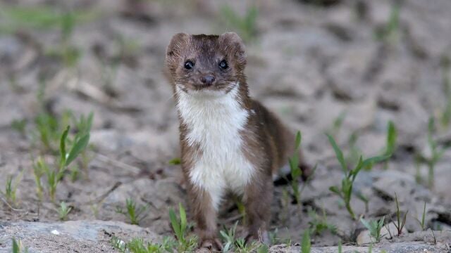 Un f&oacute;sil en Teruel adelanta tres millones de a&ntilde;os el origen de las comadrejas