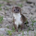 Un f&oacute;sil en Teruel adelanta tres millones de a&ntilde;os el origen de las comadrejas