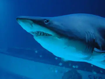 Los tiburones y atunes de cuerpo caliente se enfrentan a un "doble peligro" en mares que se calientan, según estudio Los tiburones y atunes de cuerpo caliente se enfrentan a un "doble peligro" en mares que se calientan, según estudio