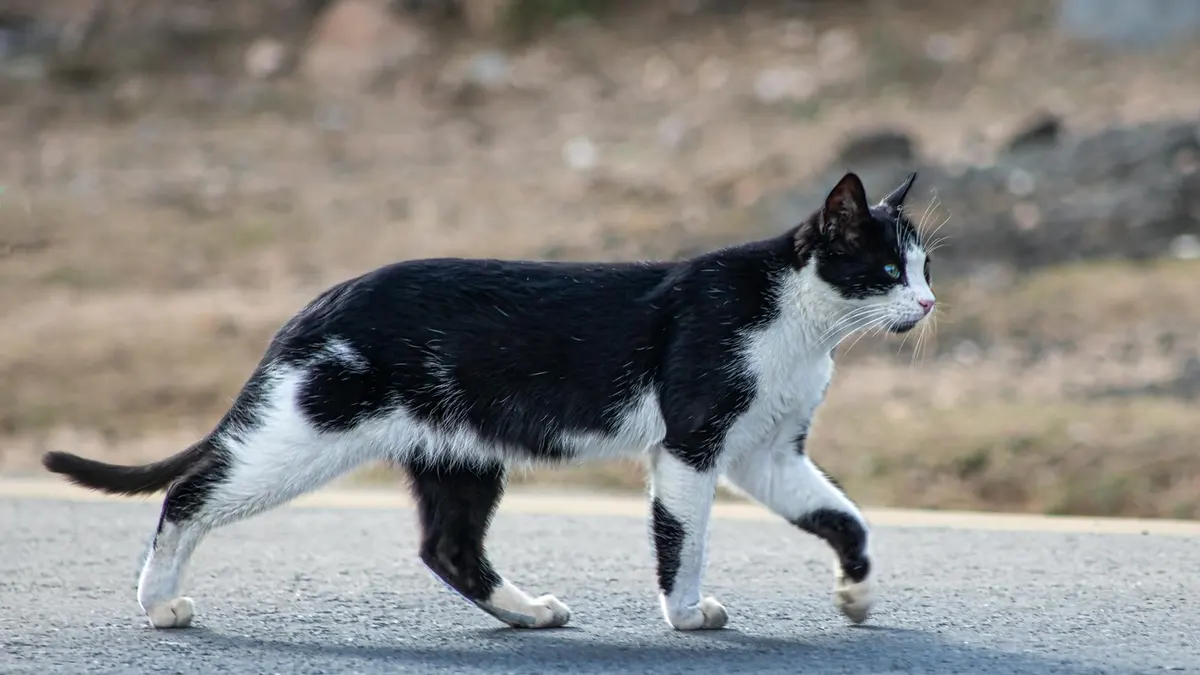 Imagen de archivo de un gato caminando