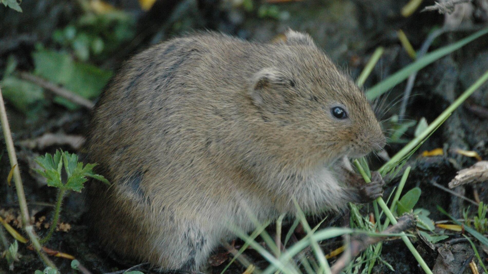 Hantavirus : l'OMS enquête sur une possible transmission interhumaine à bord du « Hondius » — image 1