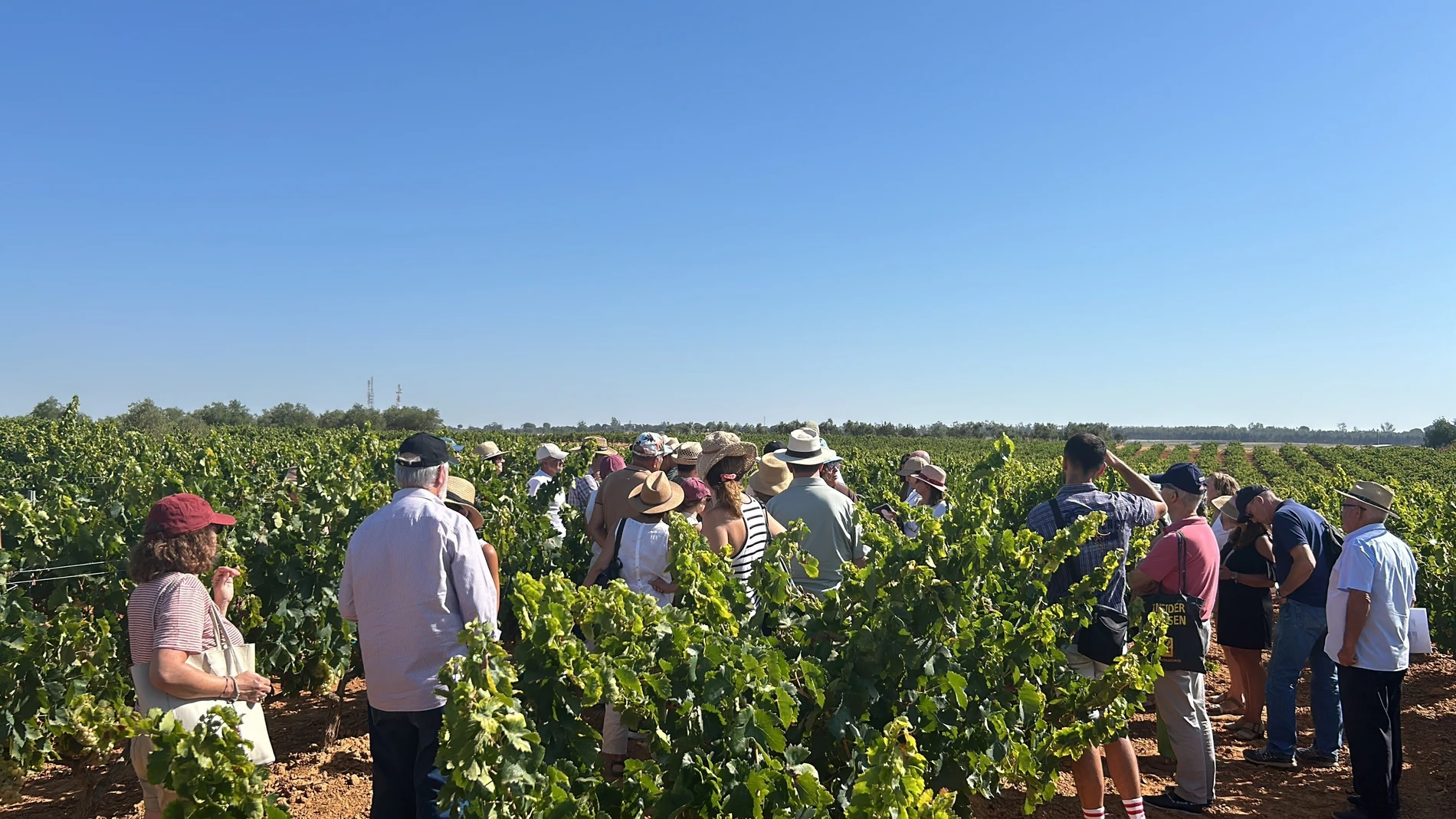 El Condado de Huelva: Vinos con Historia, Retos y Esperanza para el Futuro