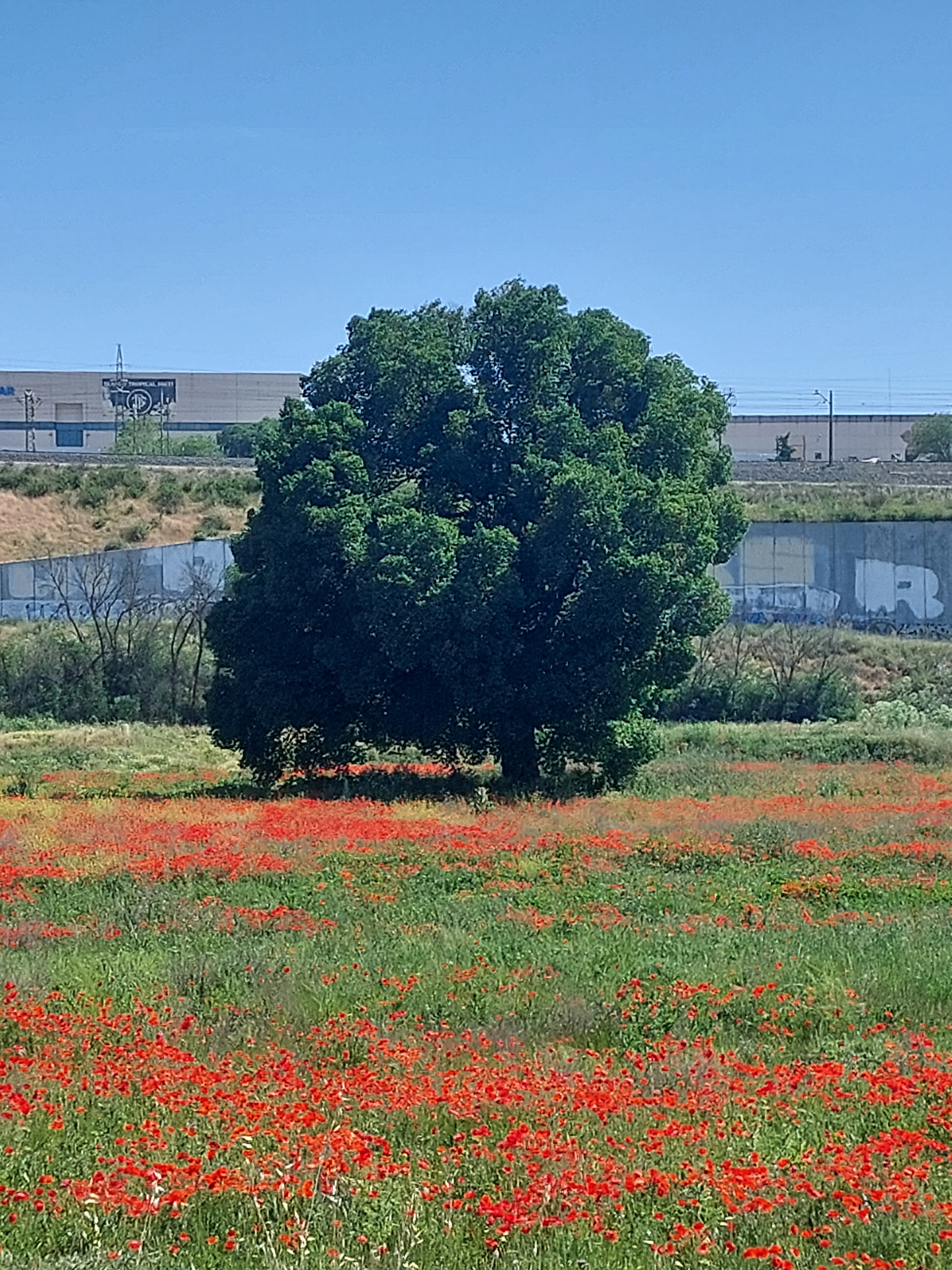 La Olma de Villaverde
