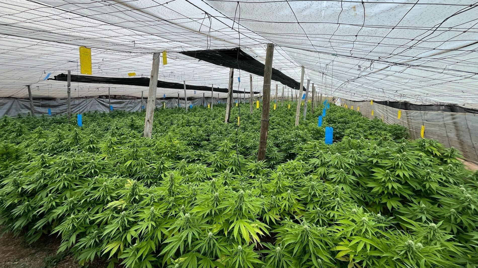 Desmantelan en El Ejido un invernadero con 5.000 plantas de marihuana y 2.300 kilos de peso