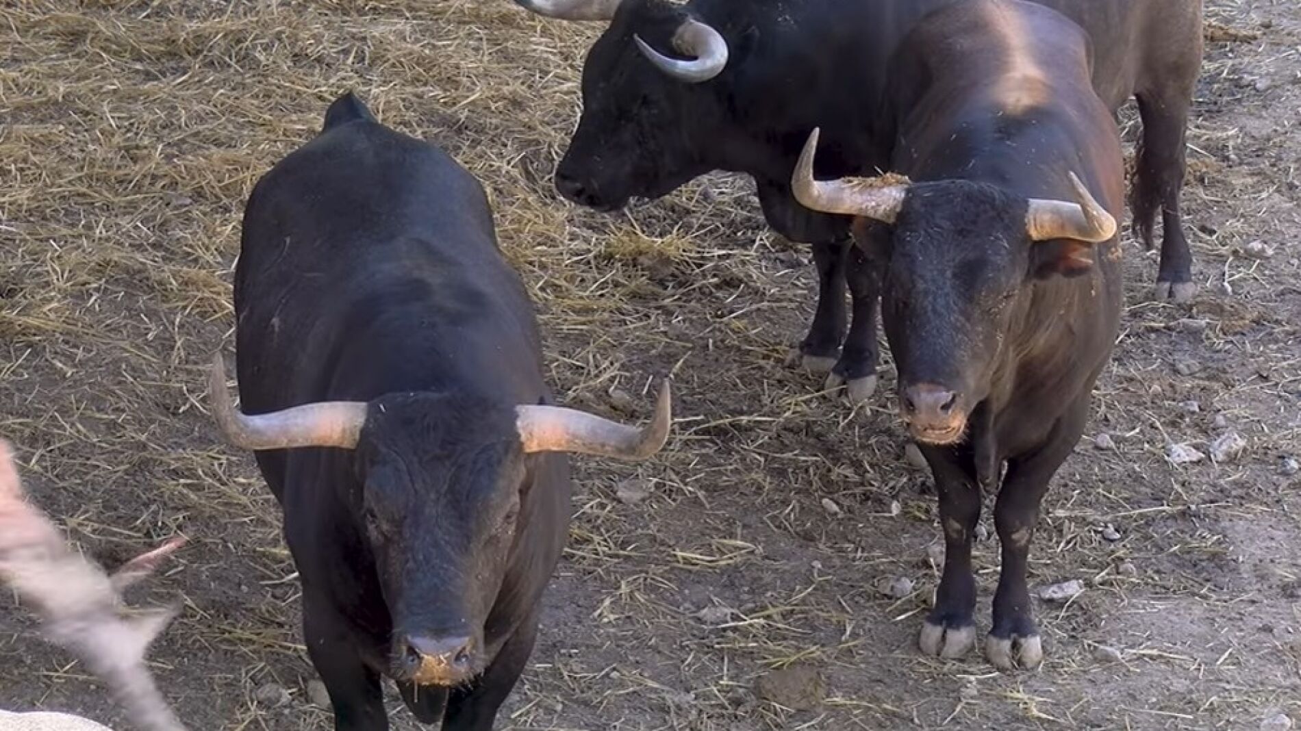 Seis toros de Miura por encima de los seiscientos kilos protagonizan el encierro de este lunes