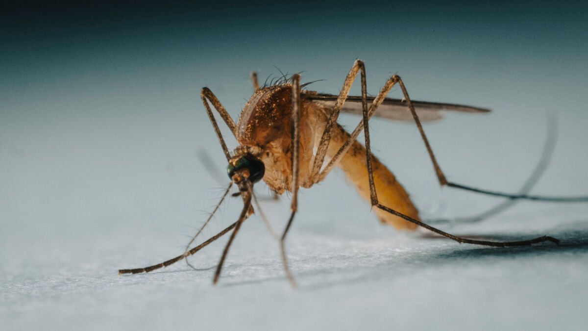 Mosquitoes track carbon dioxide and skin odors to bite
