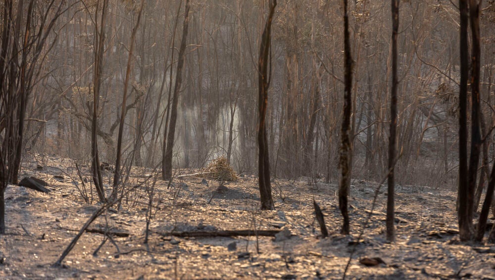 Área calcinada por el fuego, un paraje natural que ya es irreconocible