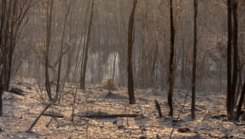 Área calcinada por el fuego, un paraje natural que ya es irreconocible
