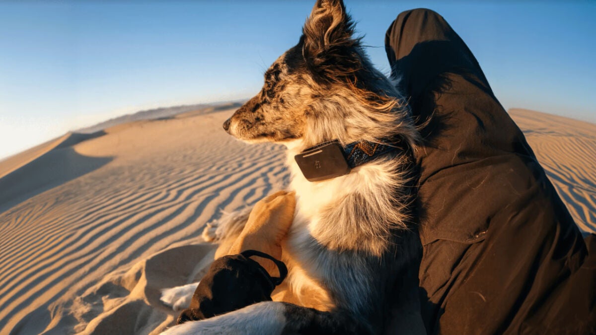Fi Ultra Collar Uses Starlink Satellites to Track Pets