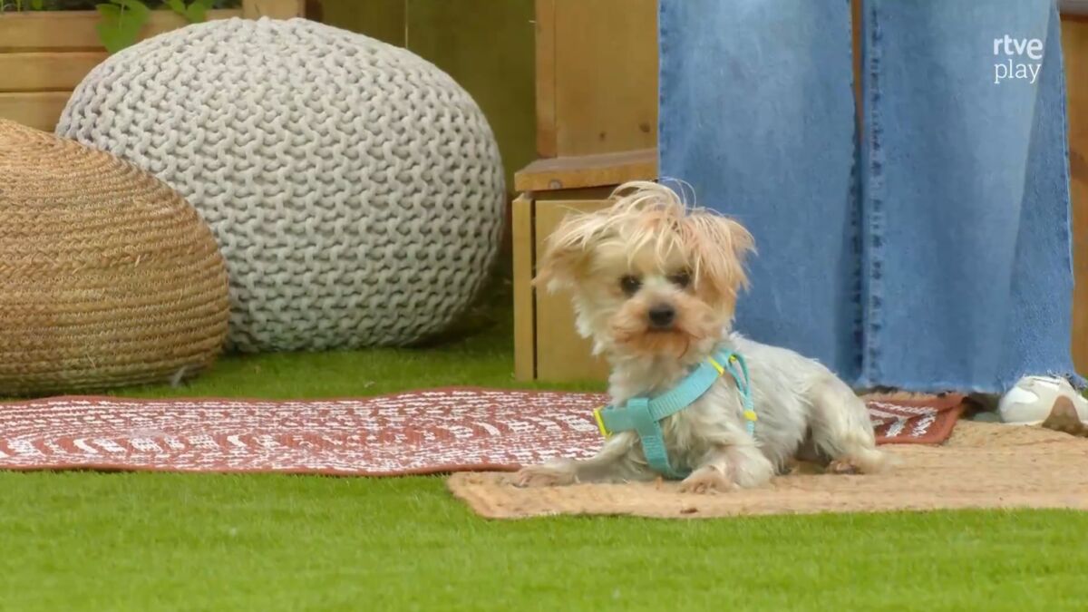 Chenoa returns with new episode of Dog House on RTVE