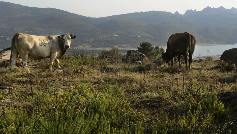 Economía.- COAG alerta que la sequía seca el Norte de España, dejando al vacuno sin hierba en agosto
