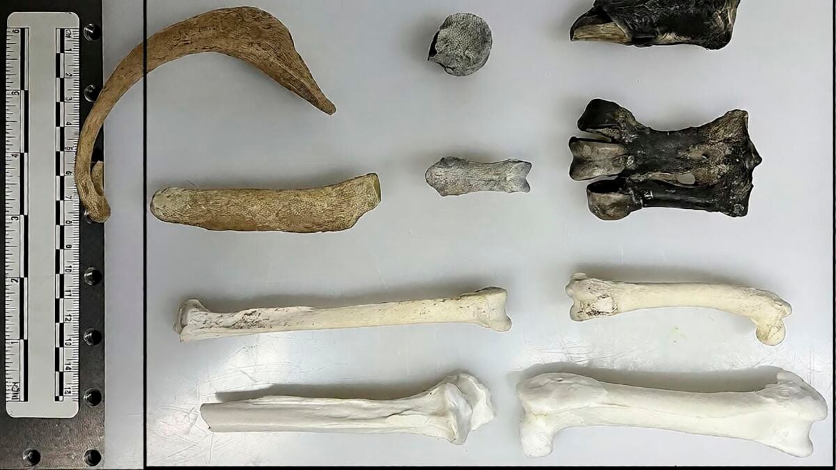 Antarctic penguin fossils reveal ancient climate signals