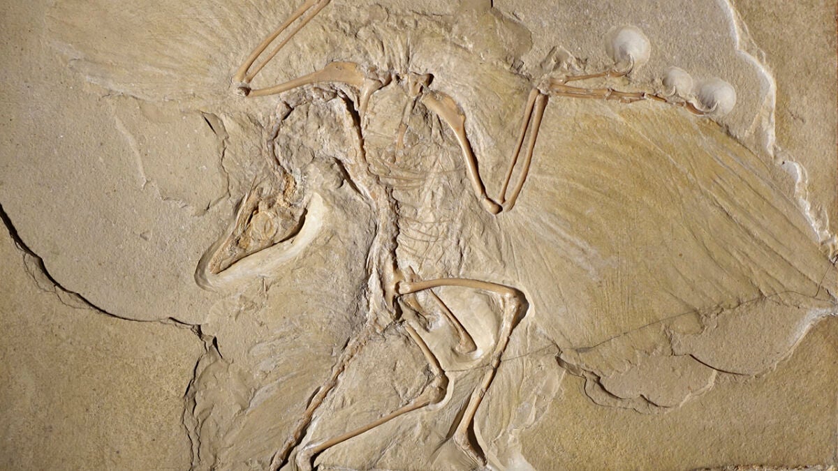 Archaeopteryx used short hops to take off, study finds