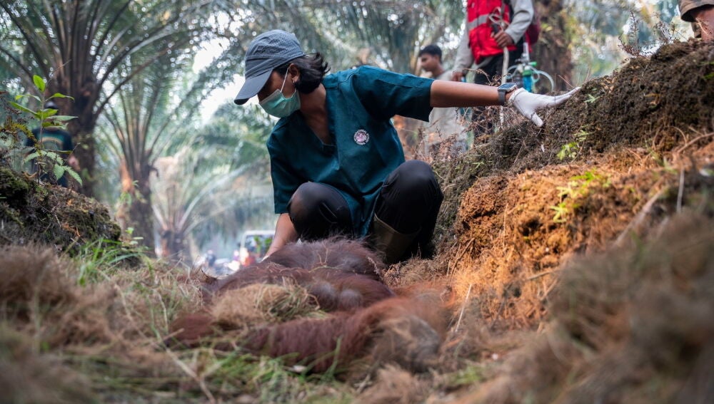 KETAPANG (Indonesia), 31/08/2026.- A handout photo made available by Yayasan Inisiasi Alam Rehabilitasi Indonesia (YIARI), a wildlife foundation and the Indonesian Ministry of Forestry, shows veterinarians and officials giving medical treatment for a male orangutan during a rescue operation from a wildfire-affected palm-oil plantation in Ketapang regency, West Kalimantan province, Indonesia, 30 August 2026 (issued on 31 August 2026). The orangutan, later named Sampurna, was found unconscious ...