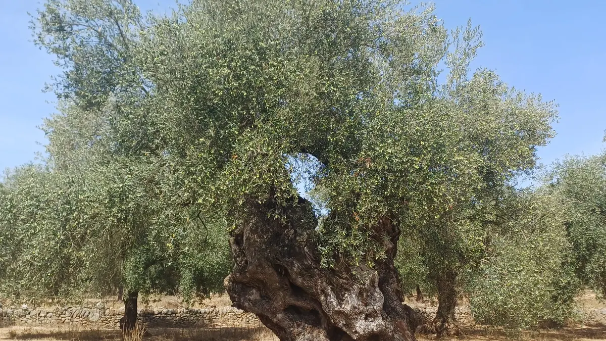 Los agricultores valencianos, preocupados por la bajada en el precio del aceite: "Amenaza la rentabilidad incluso antes de comenzar la recolección"