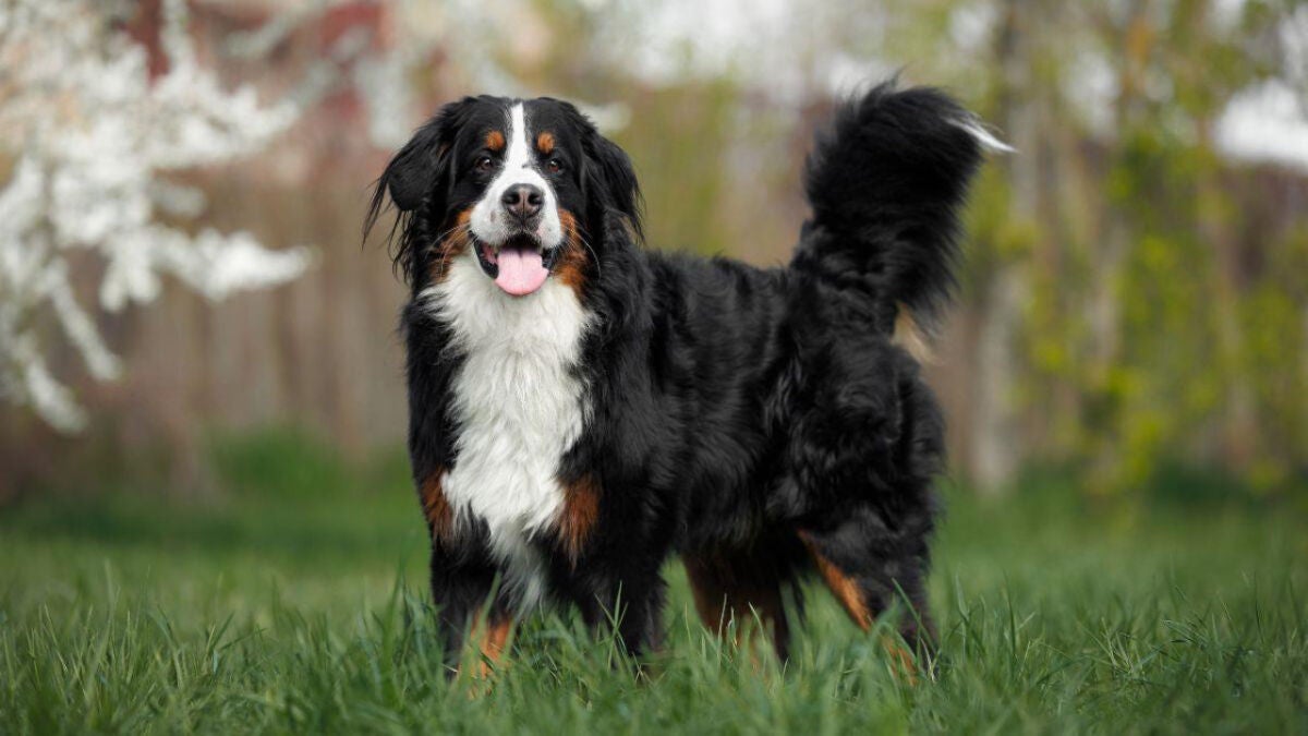Dog Brain Scans Show How Canines Read Human Expressions