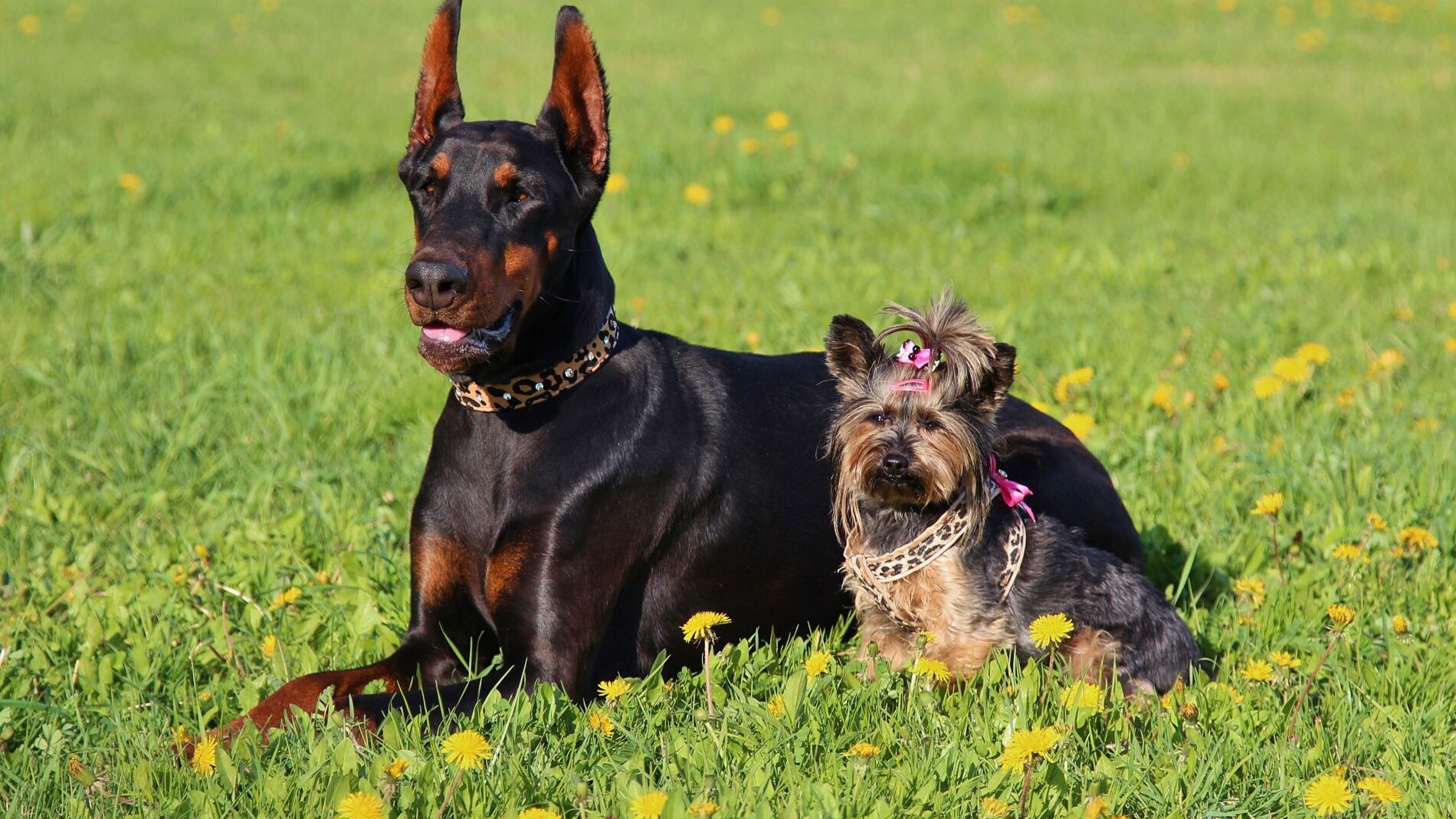 ¿Por qué los perros pequeños viven más tiempo y qué tiene que ver eso ...