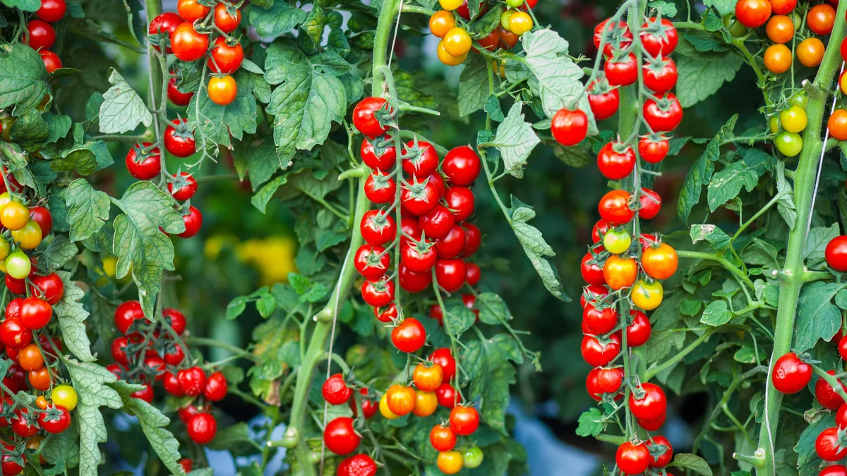 Los agricultores españoles plantan menos tomate cherry y señalan a Marruecos: sus precios presionan al campo