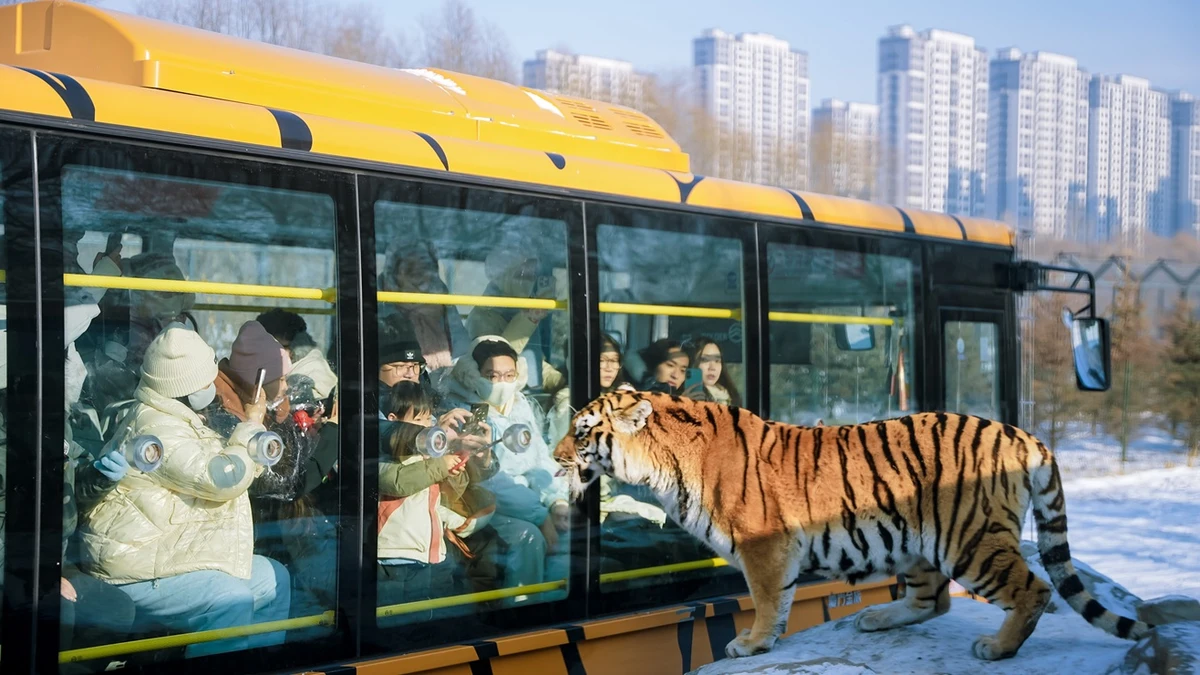 Siberian Tiger Park (Parque del Tigre Siberiano) - Harbin