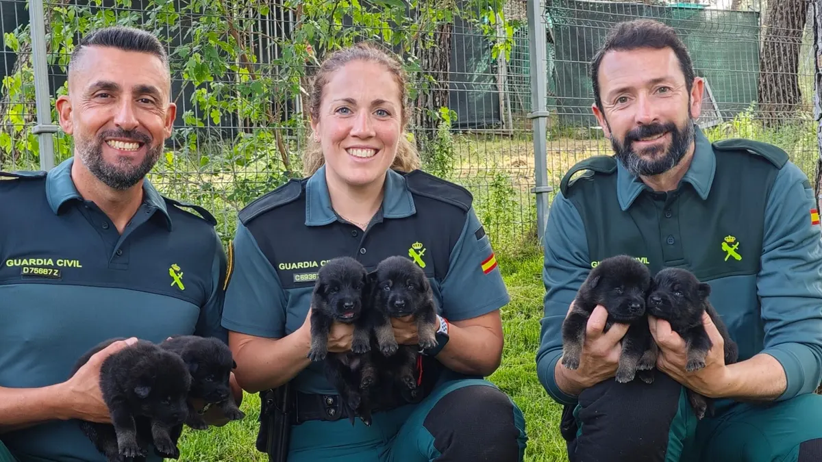 La Guardia Civil busca hogares para sus cachorros: te pagan si los acoges durante un año