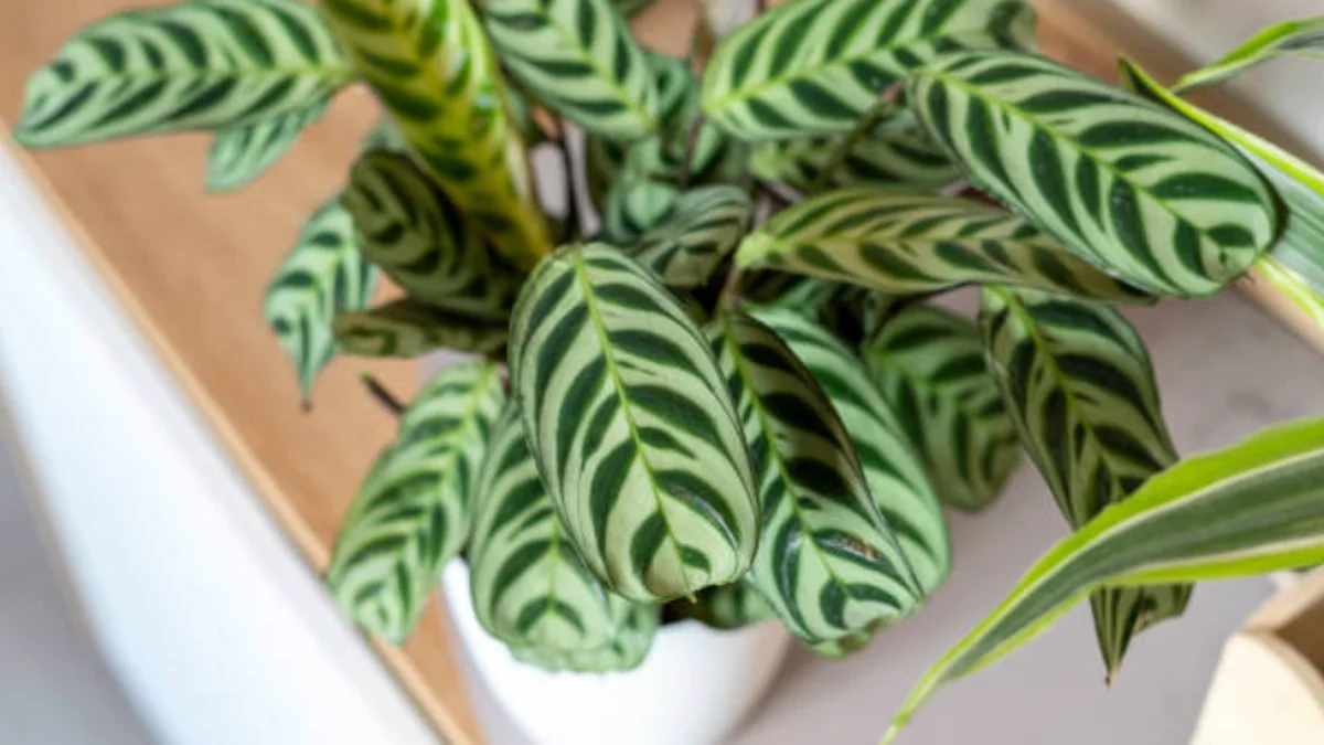 La planta cebra consolida su éxito en la decoración de interiores gracias a sus sencillos cuidados y su fácil multiplicación por hijuelos