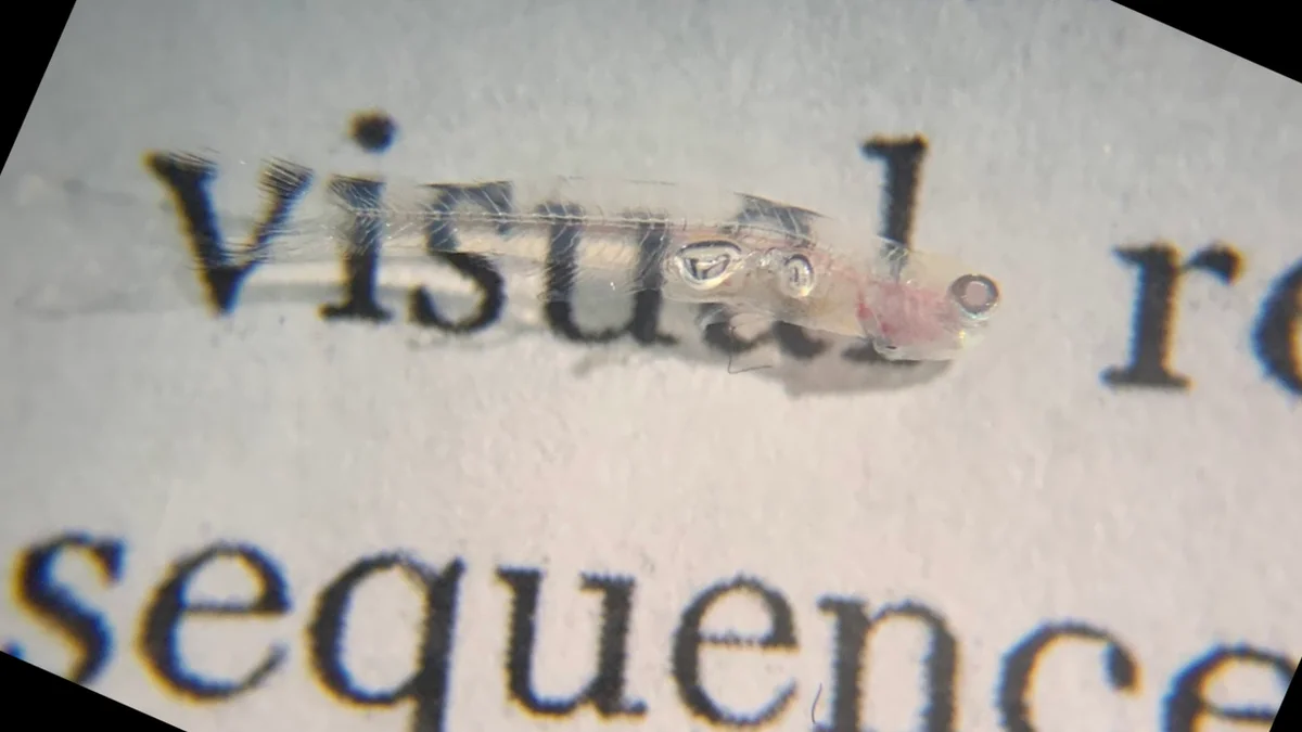 Las letras impresas son visibles a través del cuerpo casi transparente de Danionella cerebrum, un pequeño pez que abre nuevas posibilidades para estudiar el cerebro de los vertebrados.