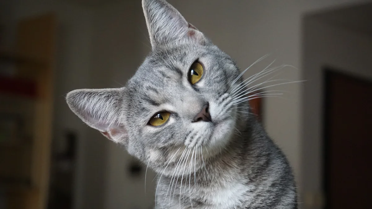 ¿Cuánto tiempo puedes dejar a tu gato solo en casa?