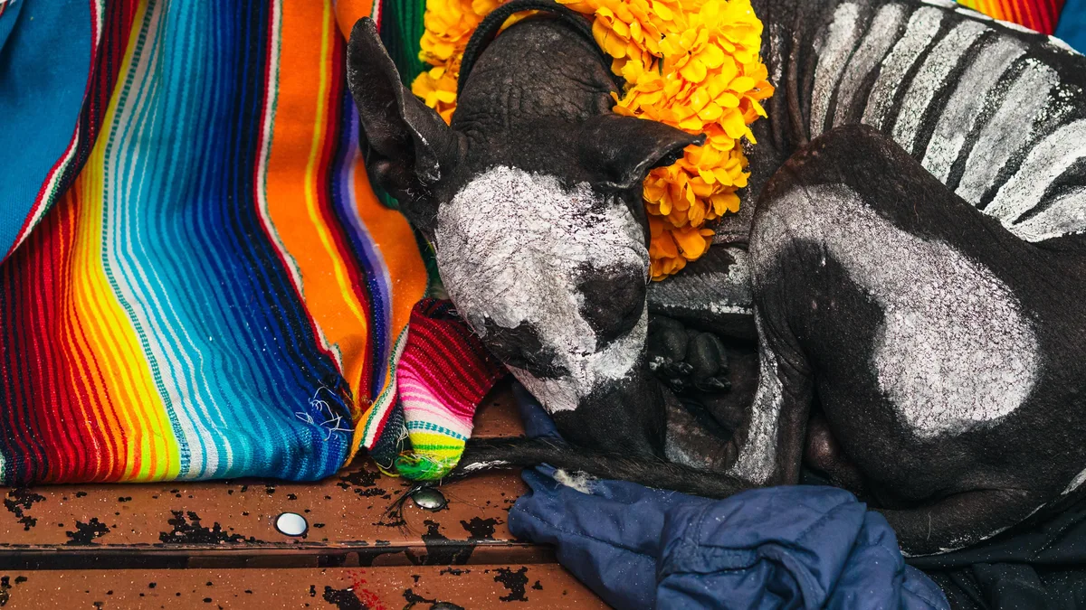 México reconoce el legado del xoloitzcuintle, el perro que guiaba a las almas al inframundo según la tradición mexica
